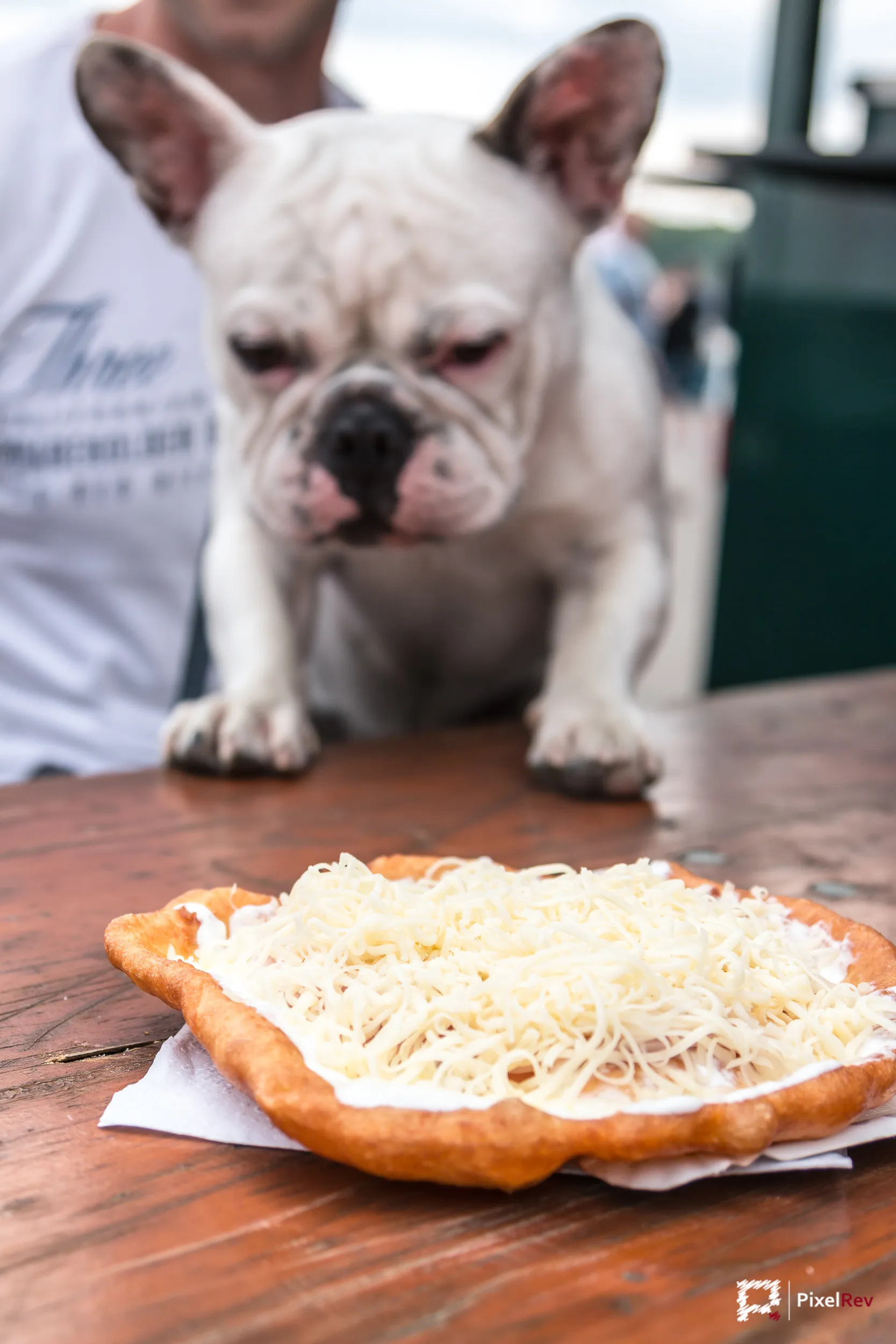 Französische Bulldogge schaut auf einen Lángos